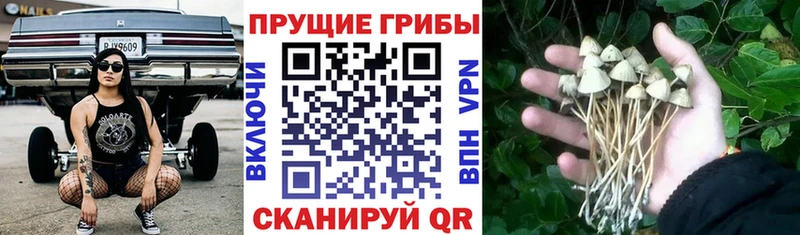 Псилоцибиновые грибы Psilocybe  mega зеркало  Шадринск  купить наркоту 